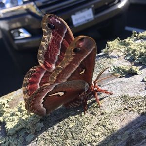 Meet your Posher, Elizabeth